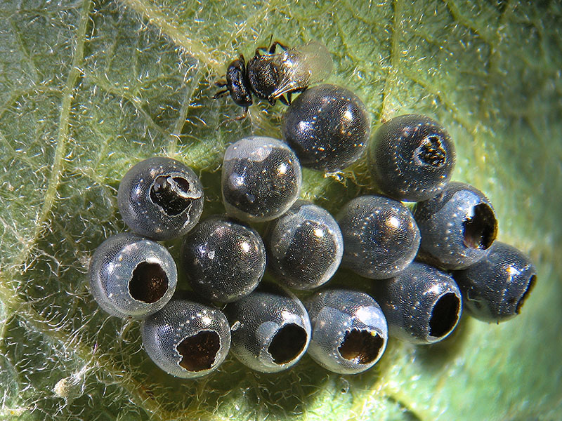 Parassitoidi in uova di Eterotteri